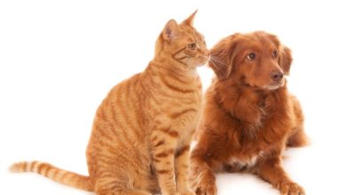 licencia por muerte de mascotas