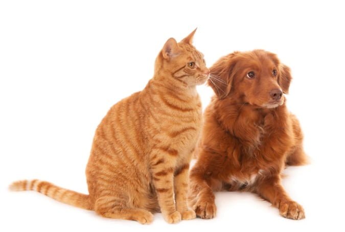 licencia por muerte de mascotas