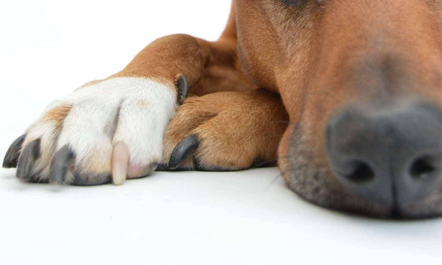 una familia abandon&oacute; a un perro alegando que era gay