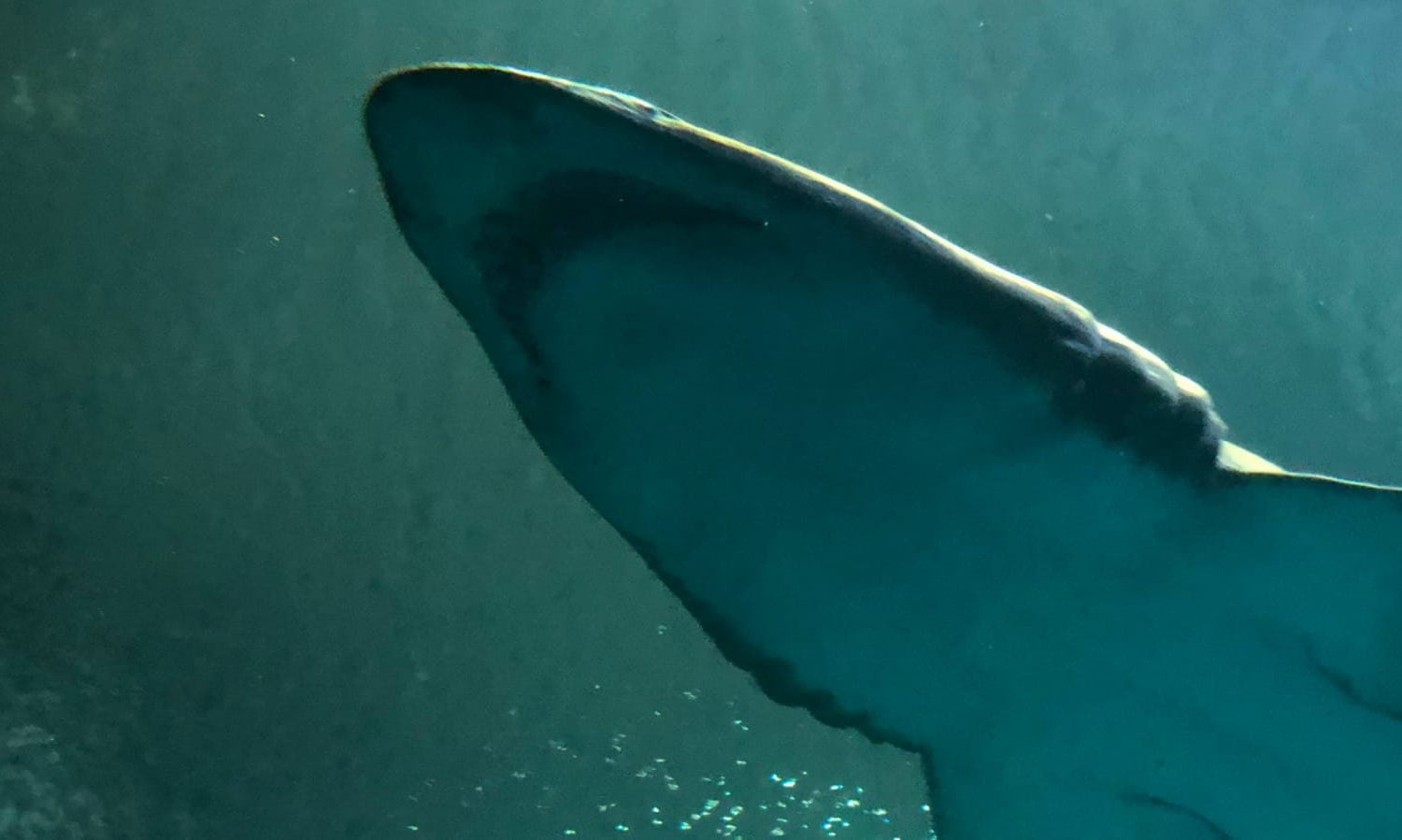 Mujer fue atacada por un tibur&oacute;n cuando se encontraba en las playas de Florida