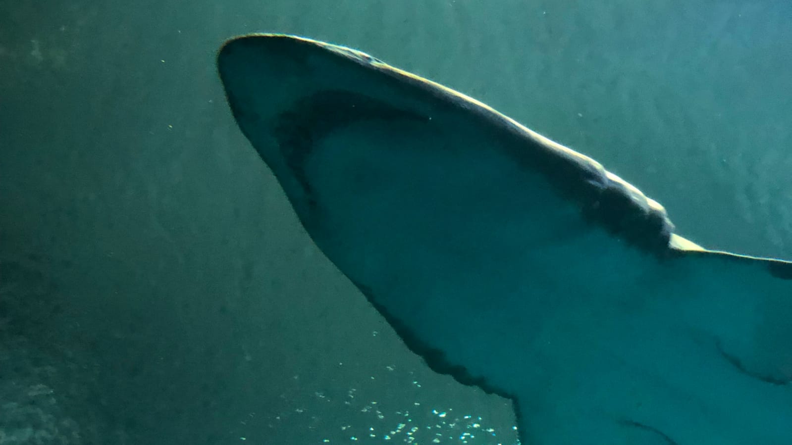 Mujer fue atacada por un tibur&oacute;n cuando se encontraba en las playas de Florida