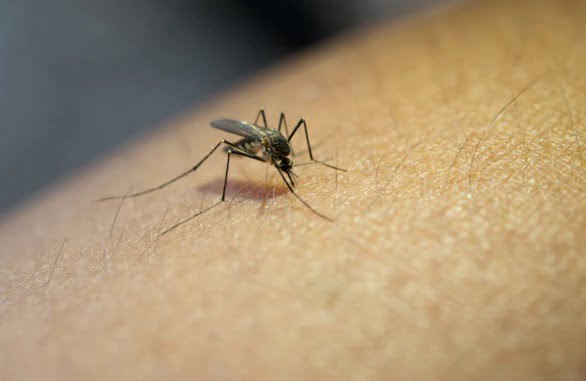 Dengue Chikunguña Zika / coronadengue / mosquitos / dengue | fallecidos por dengue / alarmas sanitarias / dengue en Colombia / fenómeno el niño / vacuna contra el dengue