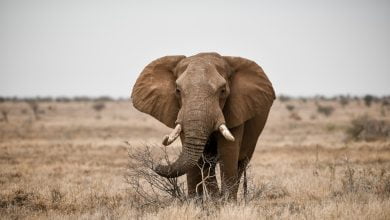 Investigador colombiano fue aplastado por un elefante en Uganda y perdi&oacute; la vida