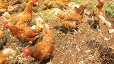 gripe aviar / gripe aviar en humanos en Espa&ntilde;a / gripe aviar en humanos | quitarle la vida a miles de gallinas / gripe aviar AH5N2