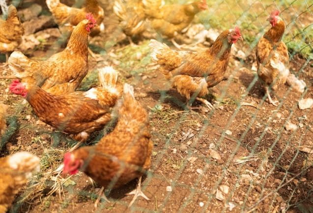 gripe aviar / gripe aviar en humanos en España / gripe aviar en humanos | quitarle la vida a miles de gallinas