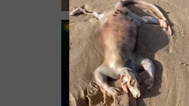 extra&ntilde;o animal