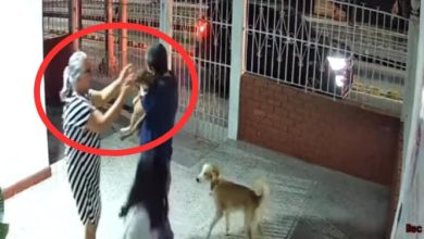 perro se perdi&oacute; y volvi&oacute; solito