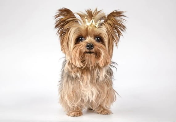 perros para personas al&eacute;rgicas