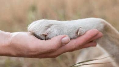 perros para personas al&eacute;rgicas / perro