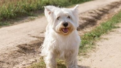 Cu&aacute;l es la mejor edad para esterilizar a un perro