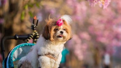 perros para personas al&eacute;rgicas / Reinado Nacional de mascotas