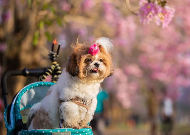 perros para personas al&eacute;rgicas
