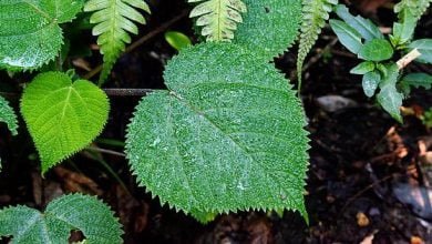 Esta es la planta m&aacute;s peligrosa del mundo