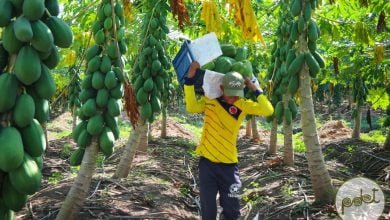 Programas de Desarrollo con Enfoque Territorial