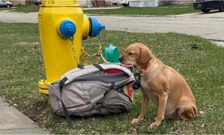 mascota abandonado con una carta