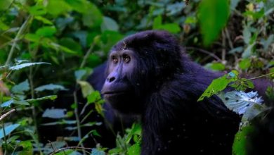 frodo el chimpanc&eacute;