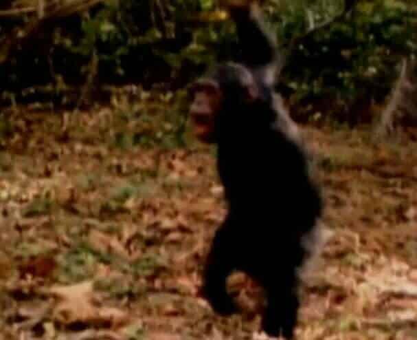 frodo el chimpanc&eacute;