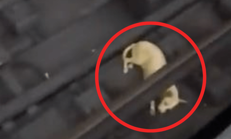 perro atrapado en los rieles del metro de caracas