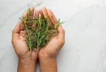 t&eacute; de romero cabello