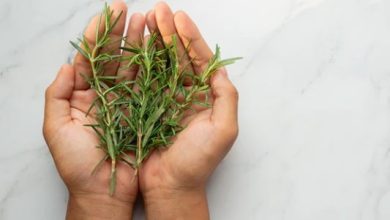 t&eacute; de romero cabello