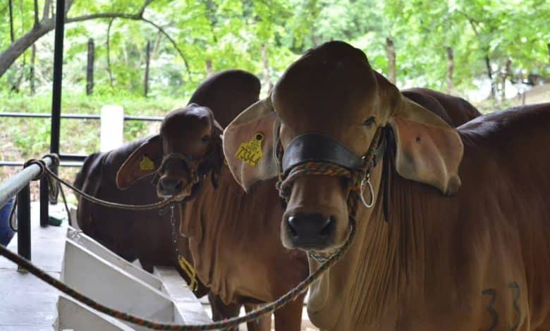 Feria de la ganader&iacute;a