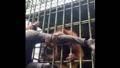 orangut&aacute;n atrap&oacute; a un hombre