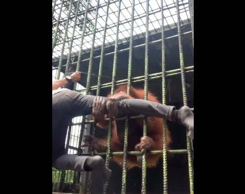 orangután atrapó a un hombre
