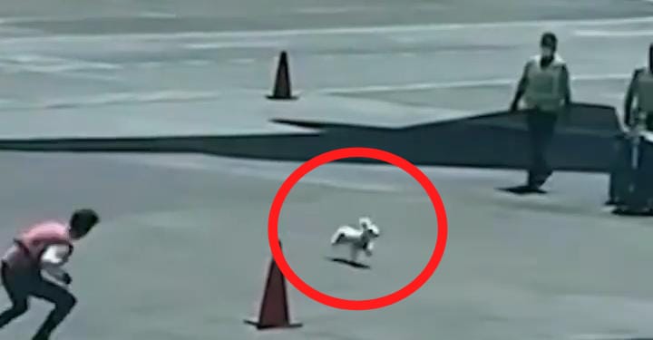 perro en la pista de aterrizaje