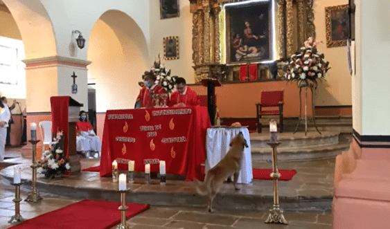 un perro entr&oacute; a la iglesia y se rob&oacute; el pan que sacerdote usaba en plena misa