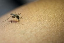 ¿Por qué los mosquitos pican a algunas personas y a otras no?