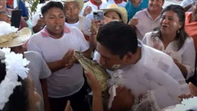 Alcalde se casó con un caimán a la que vistieron de blanco y hasta se dieron un pico