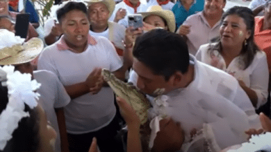 Alcalde se cas&oacute; con un caim&aacute;n a la que vistieron de blanco y hasta se dieron un pico