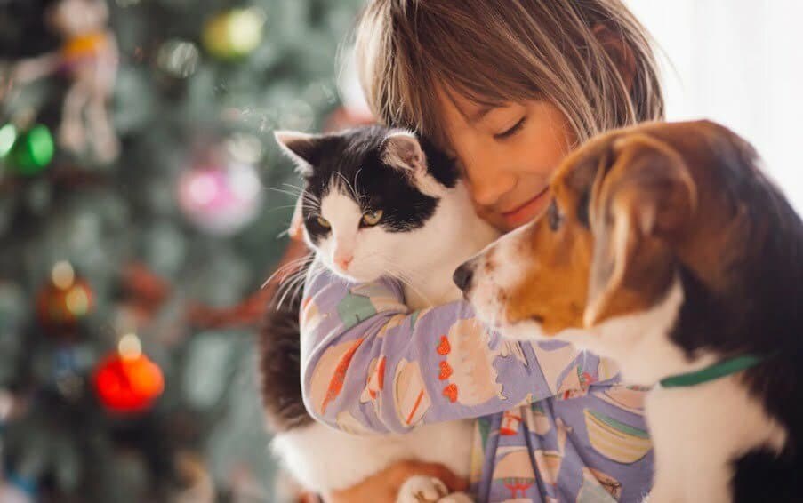 alimentar a su mascota / ingesta de dulces en los animales