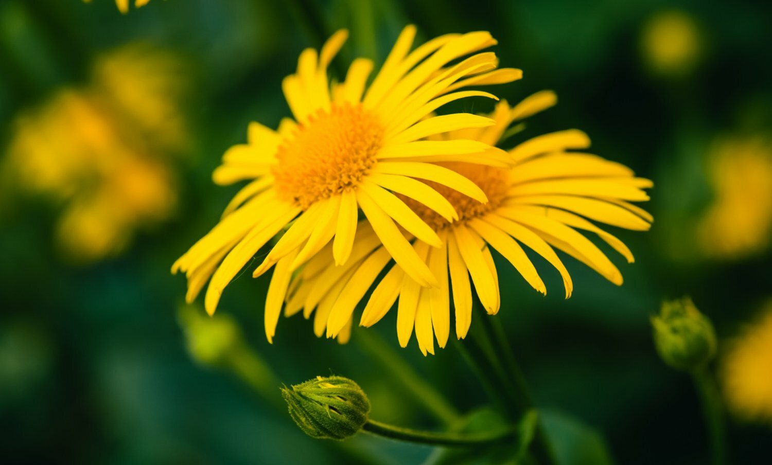 El &aacute;rnica para curar golpes