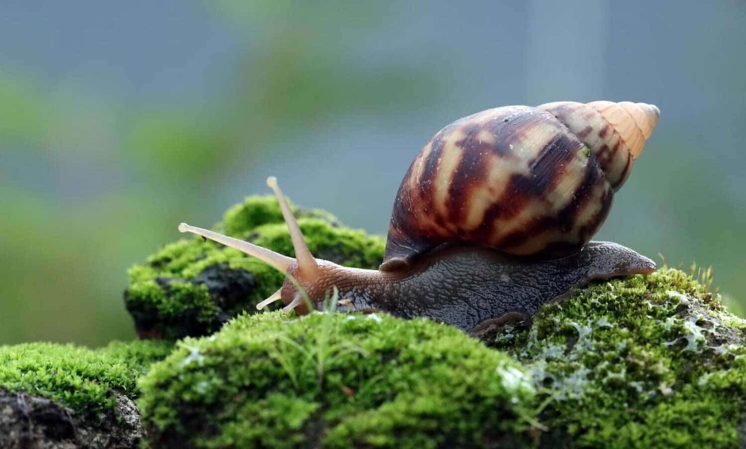 invasi&oacute;n de caracoles gigantes