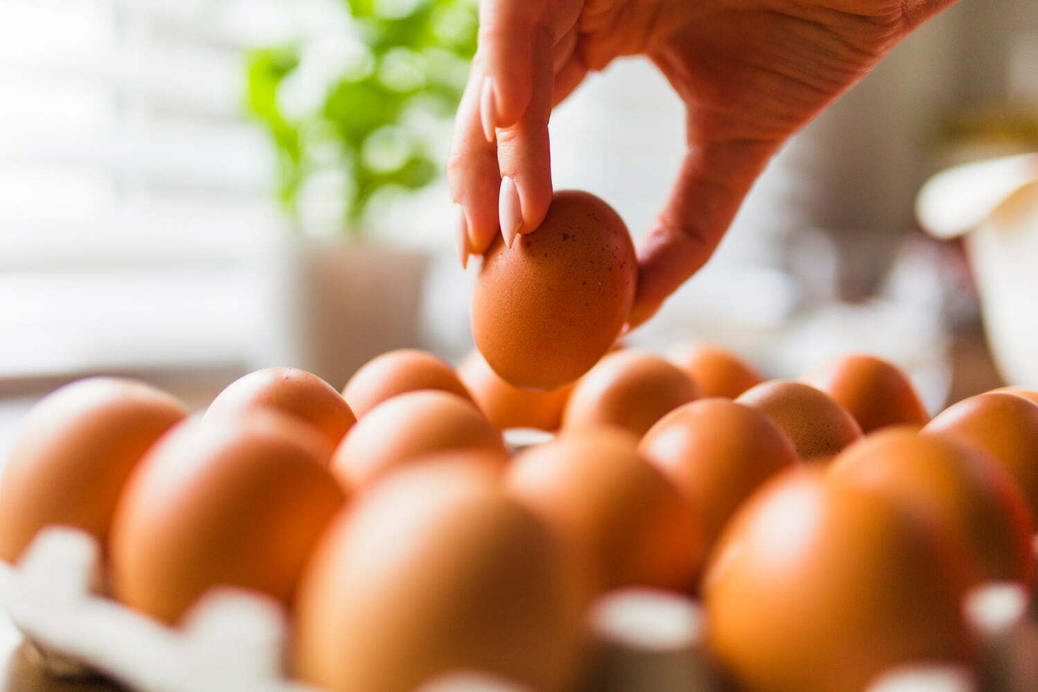 cuántos huevos a la semana comer - precio de los huevos - ¿Cómo saber si un huevo está en buen estado? Consejos y trucos - huevos todos los días