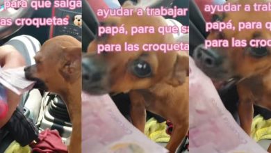 ayudante canina taxi