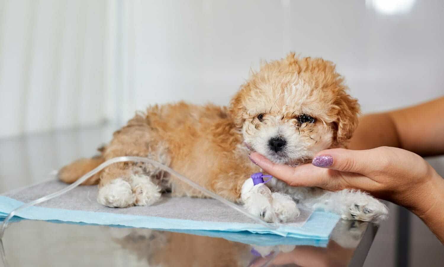 envenenamiento de tu mascota