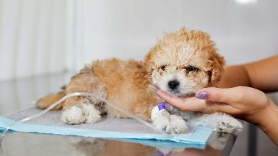 envenenamiento de tu mascota