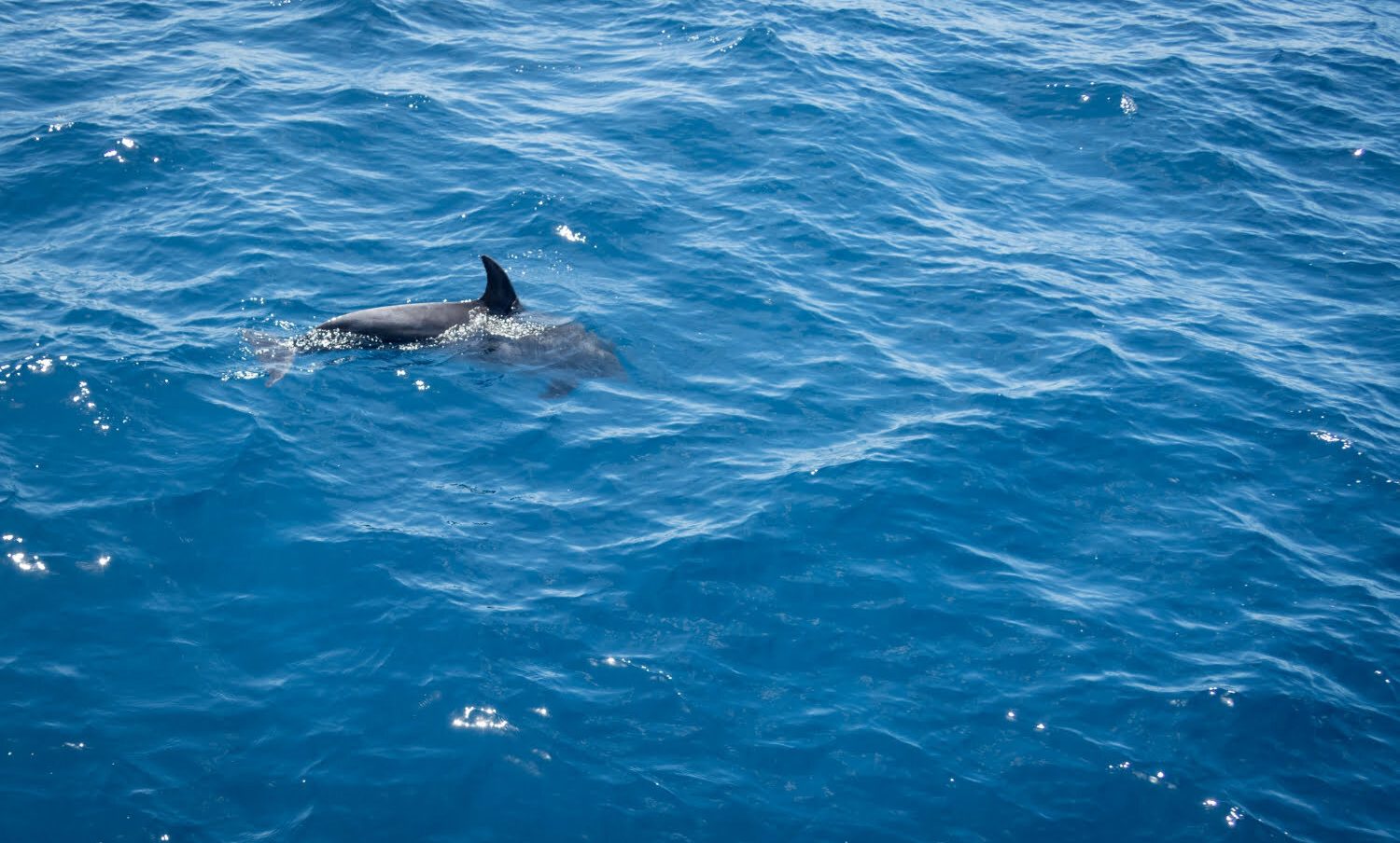 gripe aviar en una marsopa