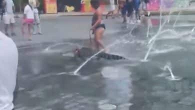 pasea a un caim&aacute;n con correa