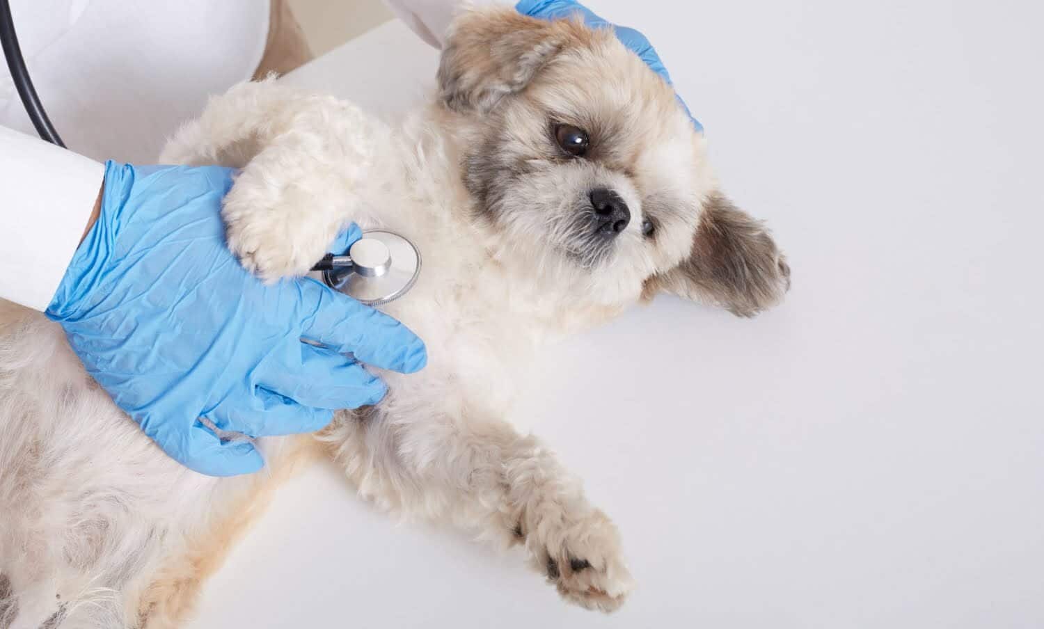 viruela del mono de humano a perro / EPS para mascotas / convulsi&oacute;n de un perro