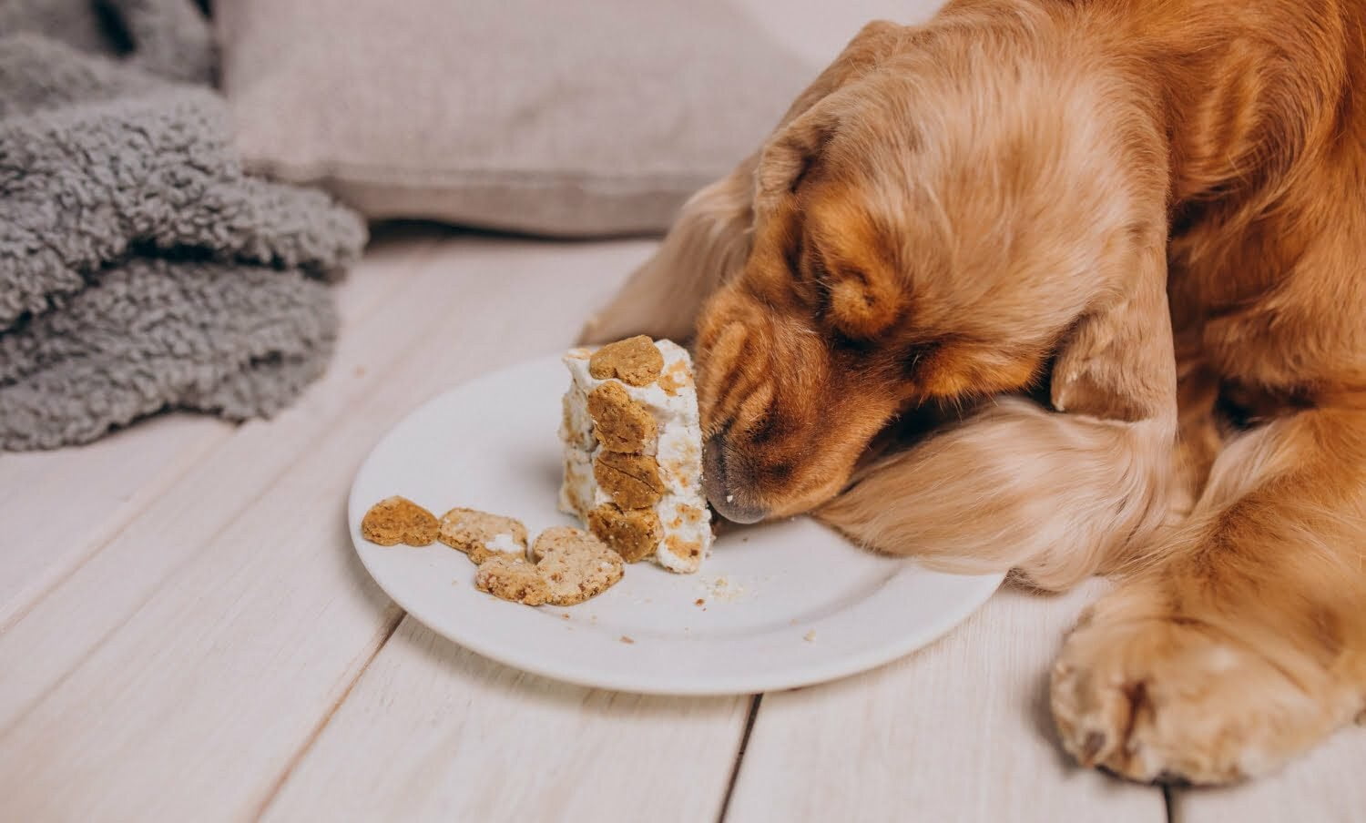 Alimentos que pueden ser mortales para tu perro / eliminar el olor a perro