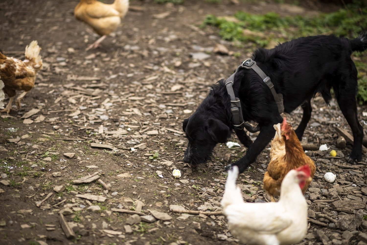 Cómo evitar que un perro ataque a las gallinas