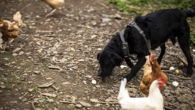 C&oacute;mo evitar que un perro ataque a las gallinas