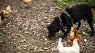 Cómo evitar que un perro ataque a las gallinas