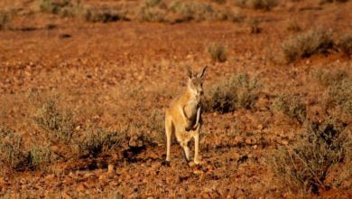ataque mortal de un canguro