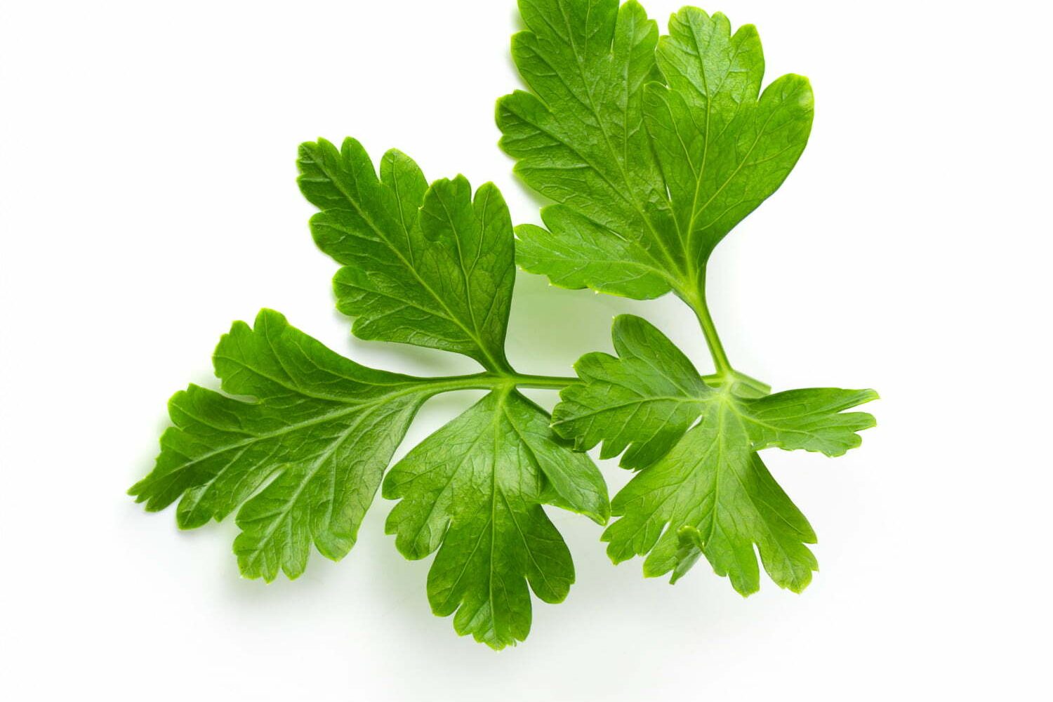 el perejil y el apio contra el c&aacute;ncer de p&aacute;ncreas