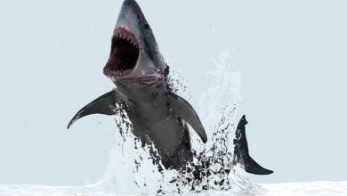 tibur&oacute;n barco | ataque de un tibur&oacute;n