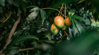 Qu&eacute; enfermedades previene la c&aacute;scara de mango